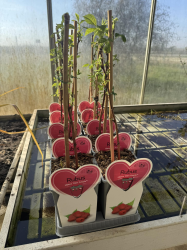 SUPERBES FRAMBOISIERS