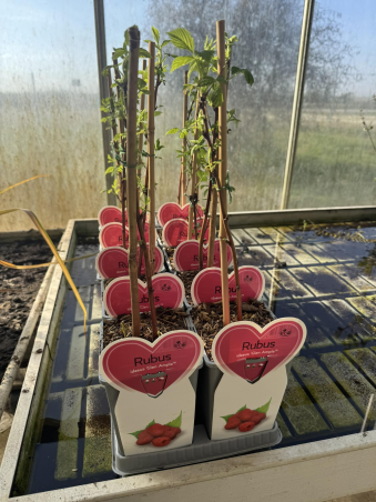 SUPERBES FRAMBOISIERS