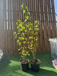 SUBLIMES ARBRES A CARAMEL Cercidiphyllum japonicum