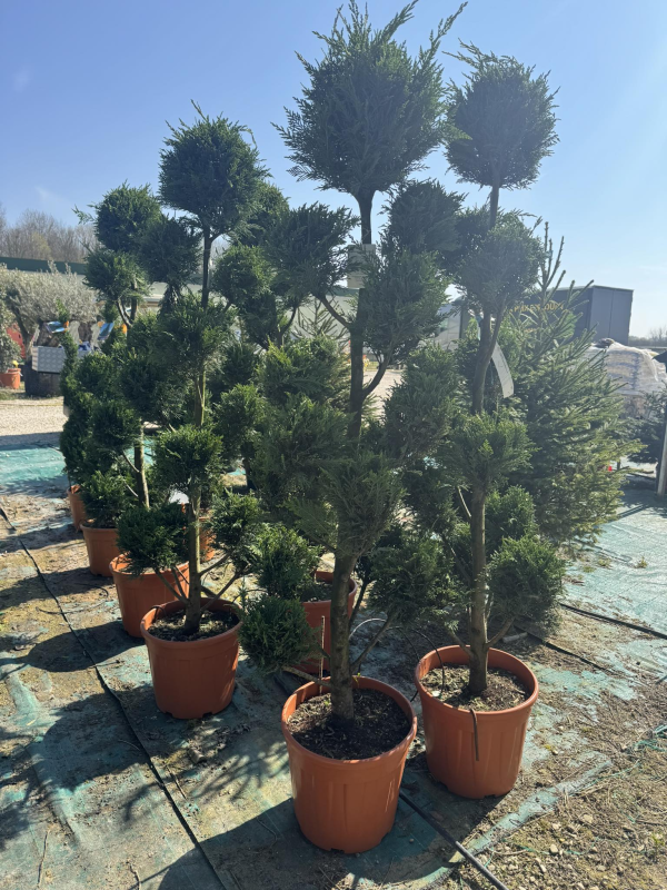 SUPERBES CYPRES LEYLAND POMPONS