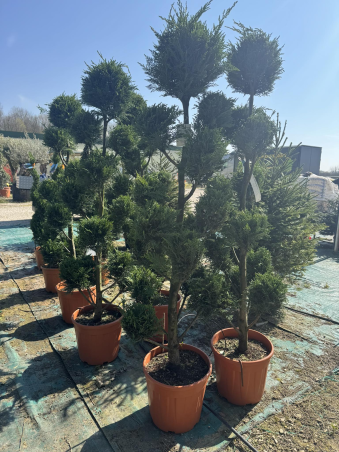 SUPERBES CYPRES LEYLAND...