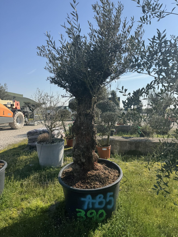 ‼️ superbe olivier tronc vieux AB5
