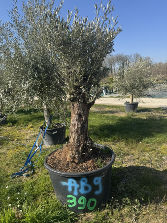 💥NOUVEAUTE à 390€ seulement...