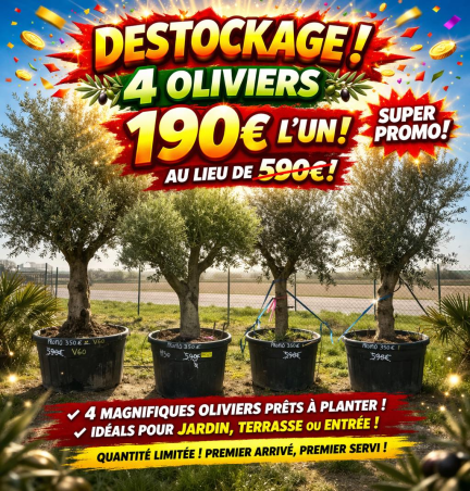 💥DESTOCKAGE à 190€ l'un au...