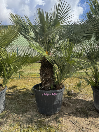 SUBLIMES PALMIERS HUMILIS TA21