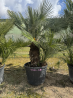 SUBLIMES PALMIERS HUMILIS TA21
