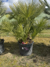 SUBLIMES PALMIERS HUMILIS TA22
