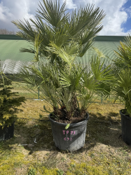 SUBLIMES PALMIERS HUMILIS TA23