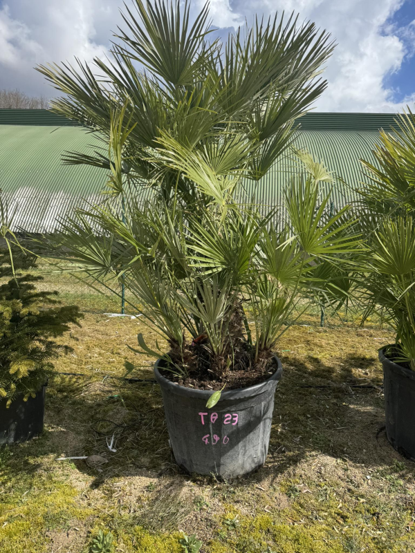 SUBLIMES PALMIERS HUMILIS TA23