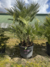 SUBLIMES PALMIERS HUMILIS TA23