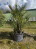 SUBLIMES PALMIERS HUMILIS TA24