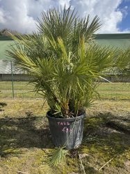 SUBLIMES PALMIERS HUMILIS TA25