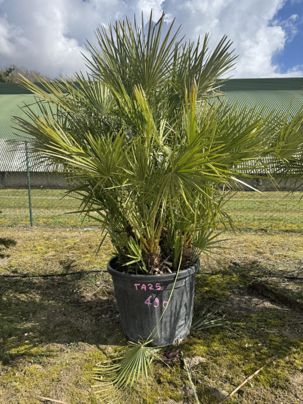 SUBLIMES PALMIERS HUMILIS TA25