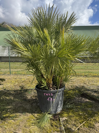 SUBLIMES PALMIERS HUMILIS TA25