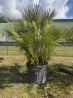 SUBLIMES PALMIERS HUMILIS TA25