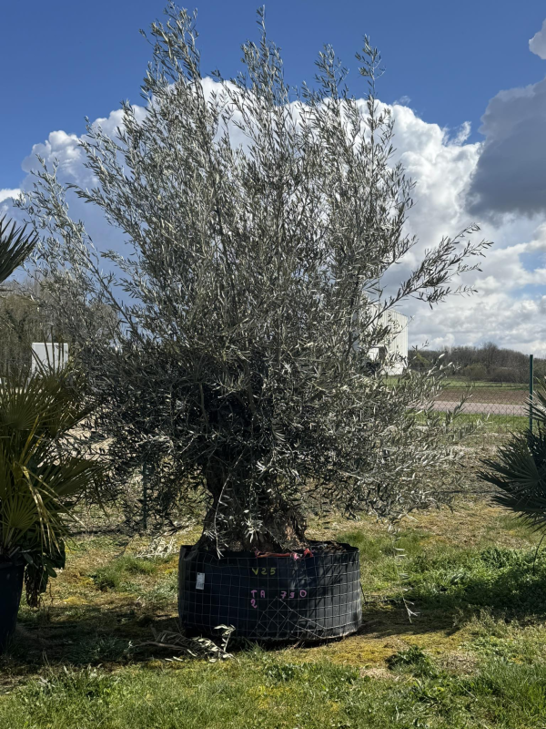 SUBLIME OLIVIER CENTENAIRE TA2