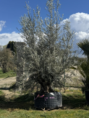 SUBLIME OLIVIER CENTENAIRE TA1