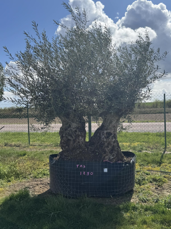 SUBLIME OLIVIER CENTENAIRE...