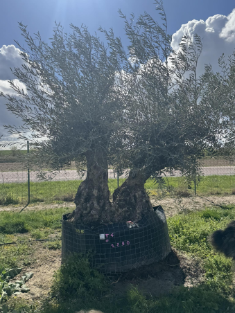 SUBLIME OLIVIER CENTENAIRE...