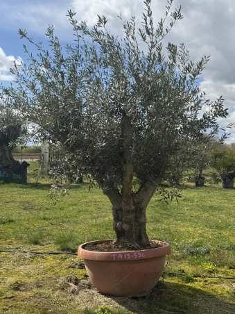 💥NOUVEAUTE à 590€ l'un...