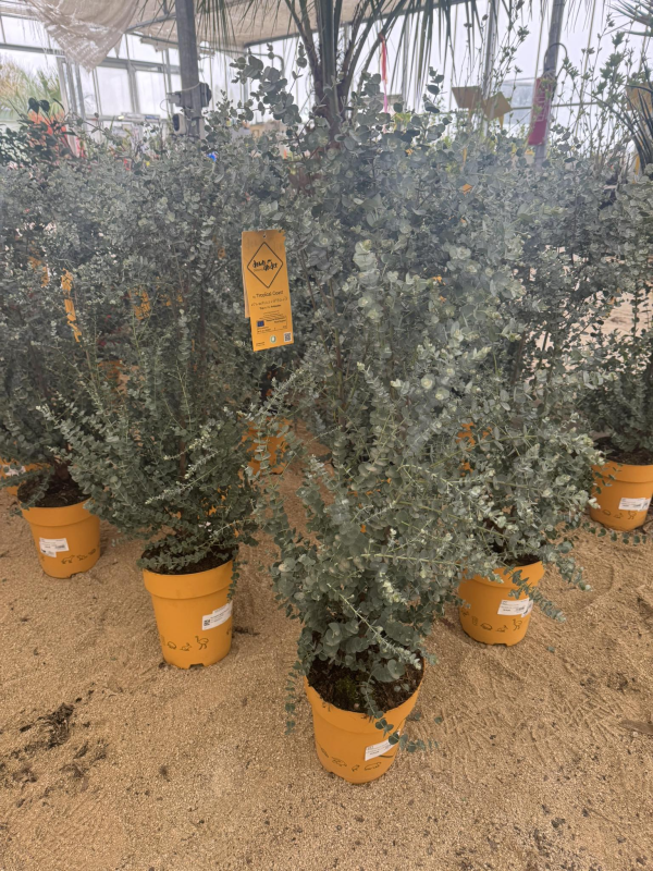 SUBLIMES EUCALYPTUS GUNNI AZURA