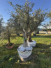 SUBLIME OLIVIER VL17 multi branches, tronc lisse