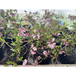 DEUTZIA TOURBILLON ROUGE