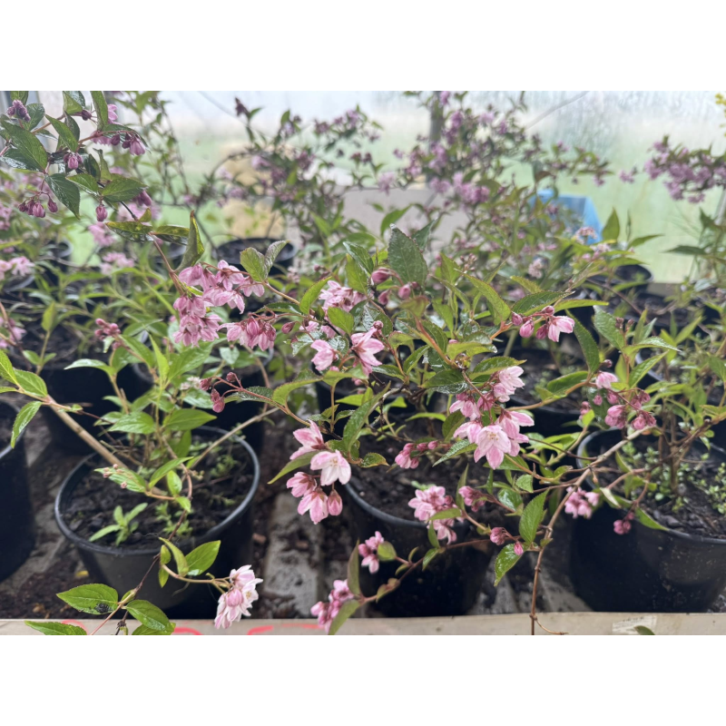DEUTZIA TOURBILLON ROUGE