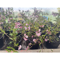 DEUTZIA TOURBILLON ROUGE
