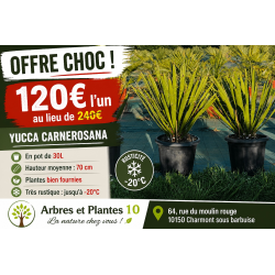 🌿 YUCCA CARNEROSANA 🌿