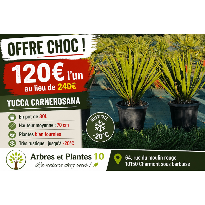 🌿 YUCCA CARNEROSANA 🌿