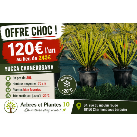 🌿 YUCCA CARNEROSANA 🌿