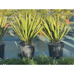 🌿 YUCCA CARNEROSANA 🌿
