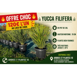🌿 YUCCA FILIFERA 🌿