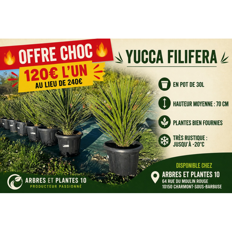 🌿 YUCCA FILIFERA 🌿