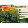 🌿 YUCCA FILIFERA 🌿