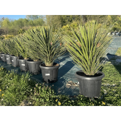 🌿 YUCCA FILIFERA 🌿