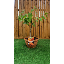 SUBLIMES KAKI , vendus en pot deco