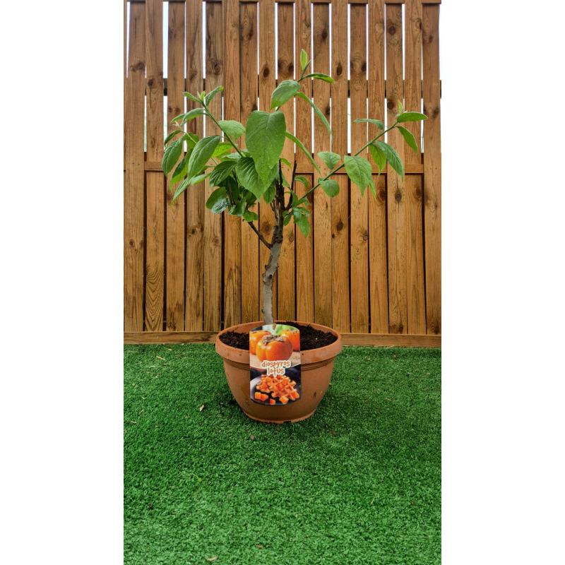 SUBLIMES KAKI , vendus en pot deco