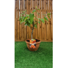 SUBLIMES KAKI , vendus en pot deco