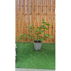 SUBLIMES GINKGO BILOBA ARBUSTIF