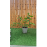 SUBLIMES GINKGO BILOBA ARBUSTIF