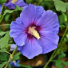 SUBLIMES HIBISCUS ALTEA oiseau bleu