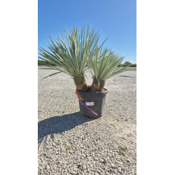 SUBLIMES YUCCA ROSTRATA DOUBLE ,