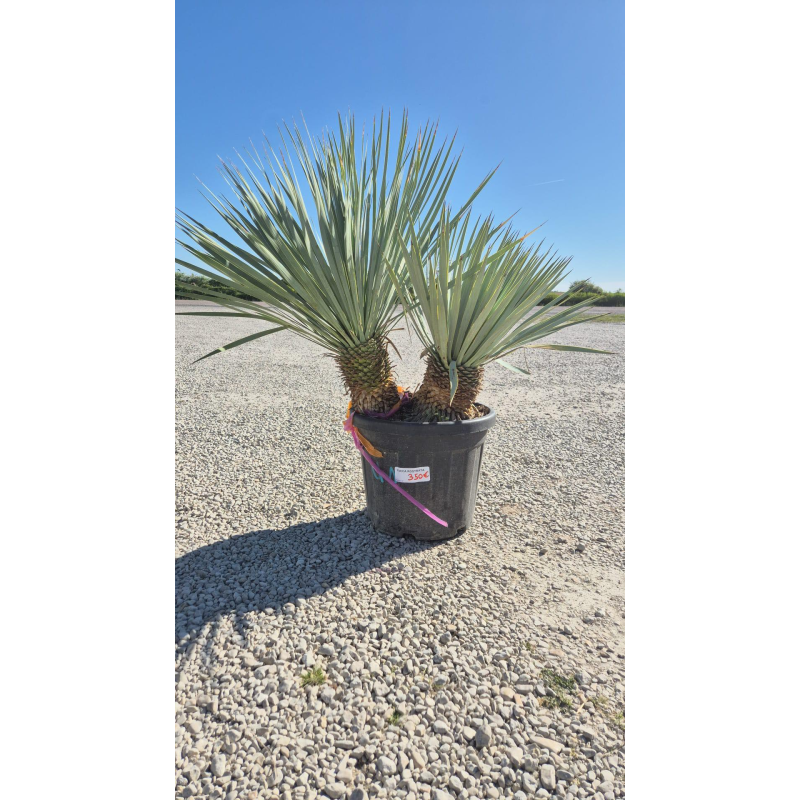 SUBLIMES YUCCA ROSTRATA DOUBLE ,