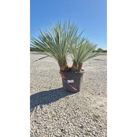 SUBLIMES YUCCA ROSTRATA...