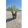 SUBLIMES YUCCA ROSTRATA DOUBLE ,