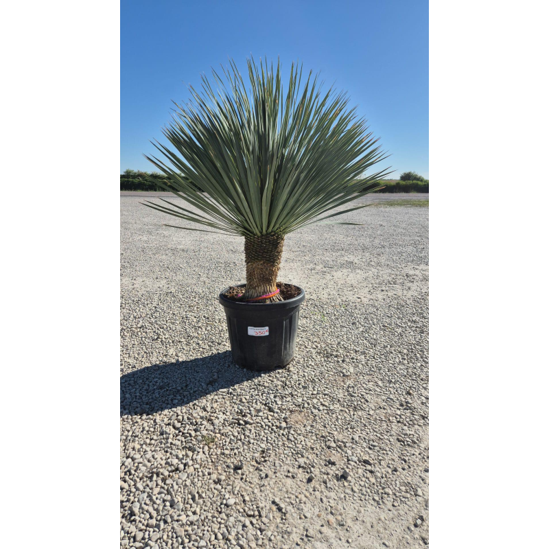 SUBLIMES YUCCA ROSTRATA