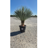 SUBLIMES YUCCA ROSTRATA