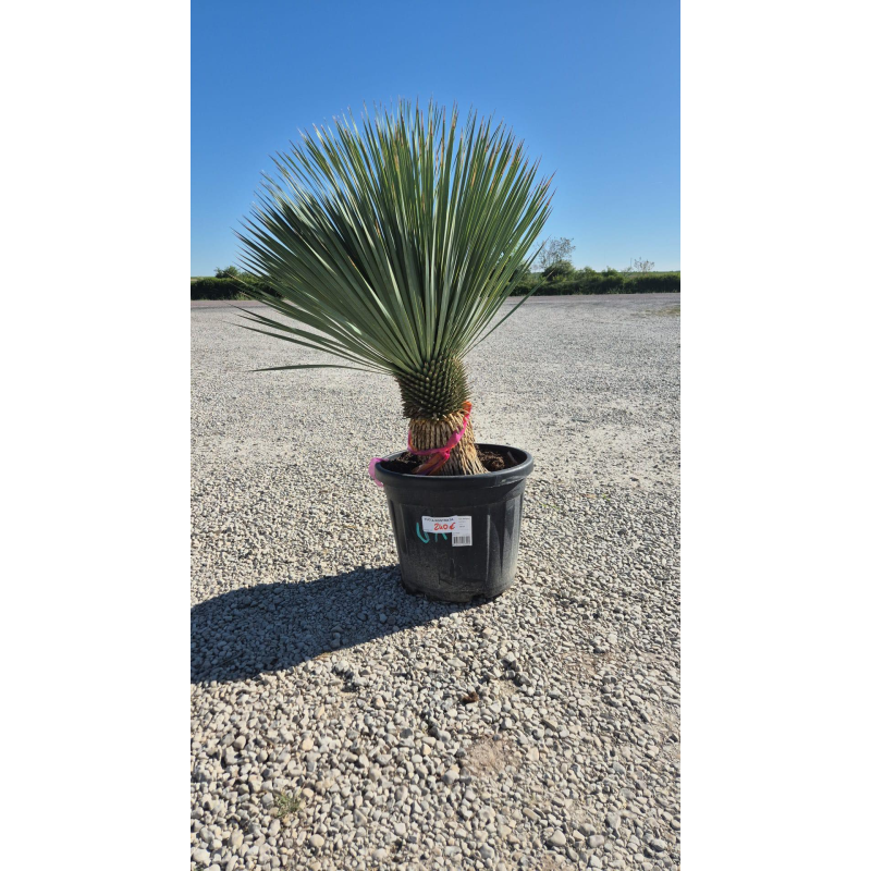 SUBLIMES YUCCA ROSTRATA